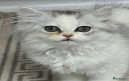 Persian cats for sale: Lovely Persian cats  - Image 31