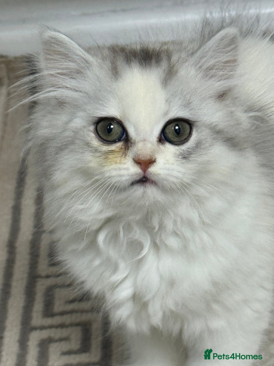 Persian cats for sale: Lovely Persian cats  - Image 31