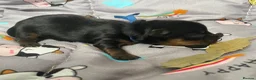 Mixed Breed dogs for sale: Adorable Yorkshire/Biewer Terriers - Advert 9