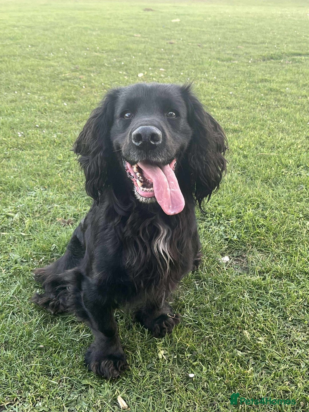 Cocker Spaniel dogs for sale: KC Cocker Spaniel Puppies  - Image 12