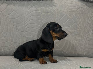 Miniature Dachshund dogs Last female Miniature dachshund - Advert 1