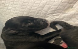 Mixed Breed dogs for sale: Gorgeous Pugapoos ready to leave 07/10/25 - Image 2