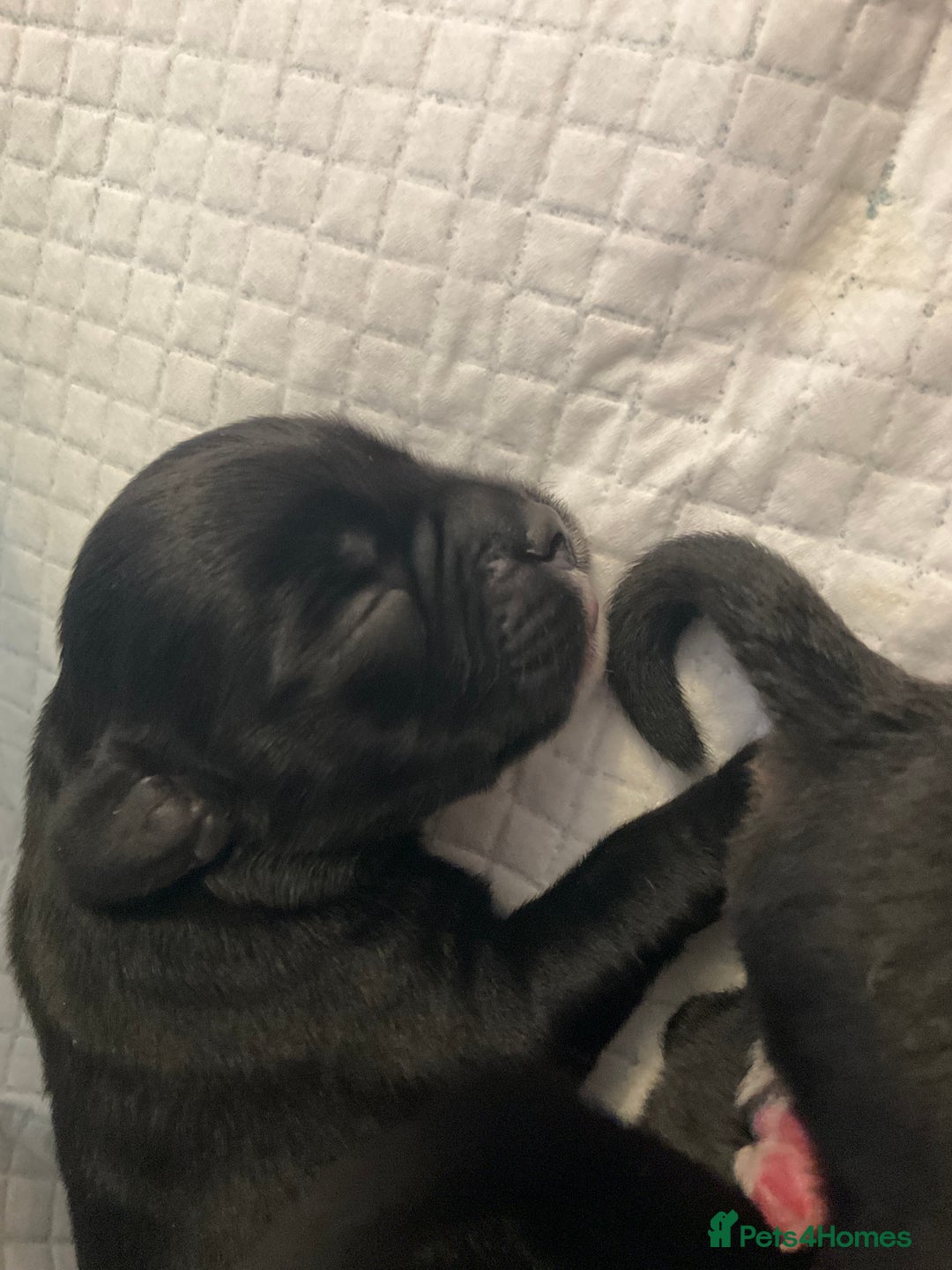Mixed Breed dogs for sale: Gorgeous Pugapoos ready to leave 07/10/25 - Image 2