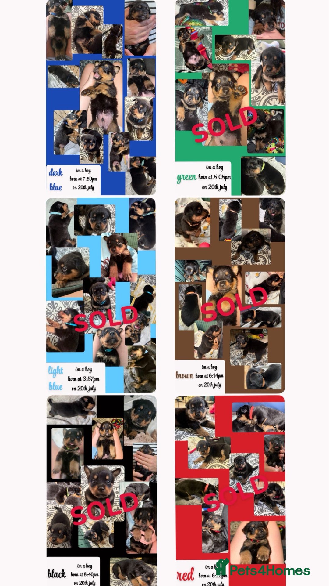 Rottweiler dogs for sale: Rottweiler Champion bloodline  - Image 17