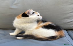 British Shorthair cats for sale: Offers accepted! Last of her litter! - Image 8
