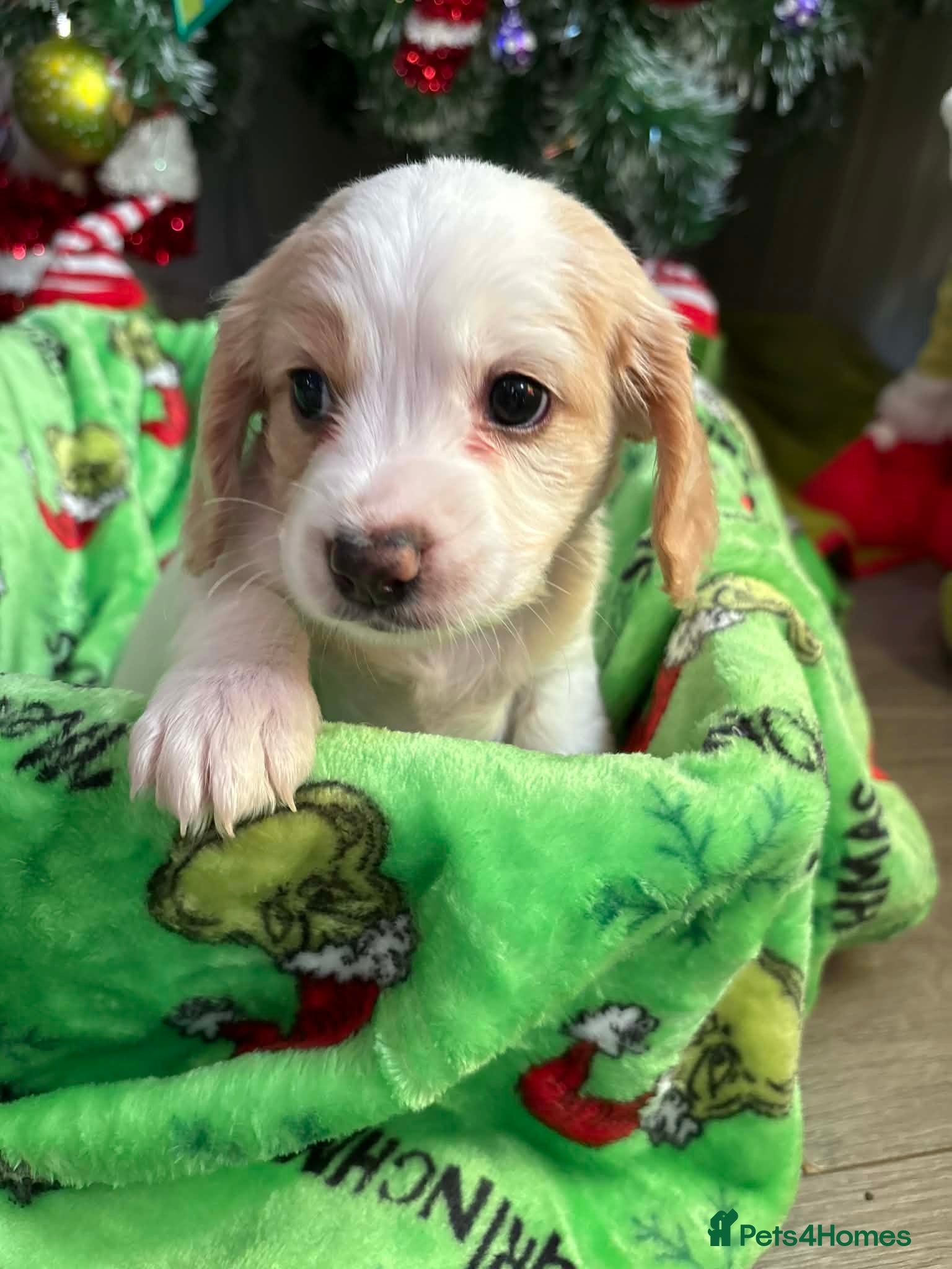 Mixed Breed dogs Cockapoo puppies  - Advert 12