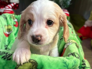 Mixed Breed dogs Cockapoo puppies - Advert 2