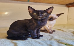 Mixed Breed cats for sale: Bengamese kittens, Bengal/Siamese mix  - Image 5