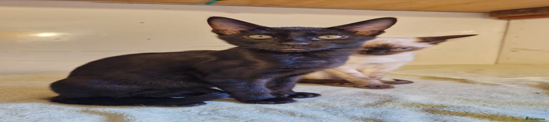 Mixed Breed Kitten 1