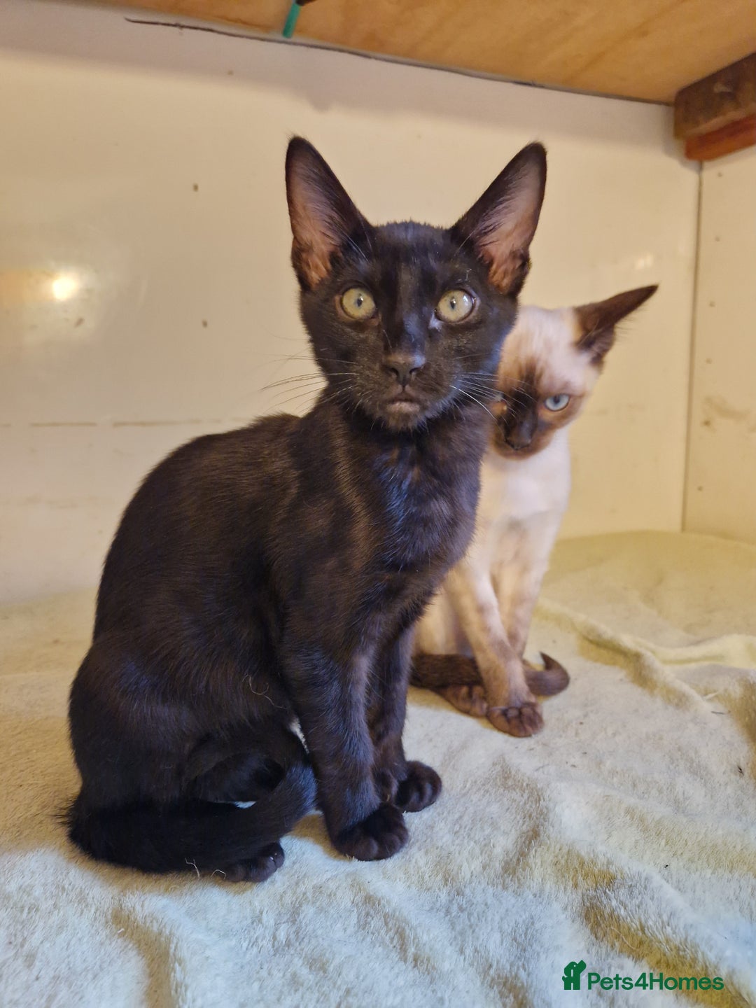 Mixed Breed cats for sale: Bengamese kittens, Bengal/Siamese mix  - Image 5