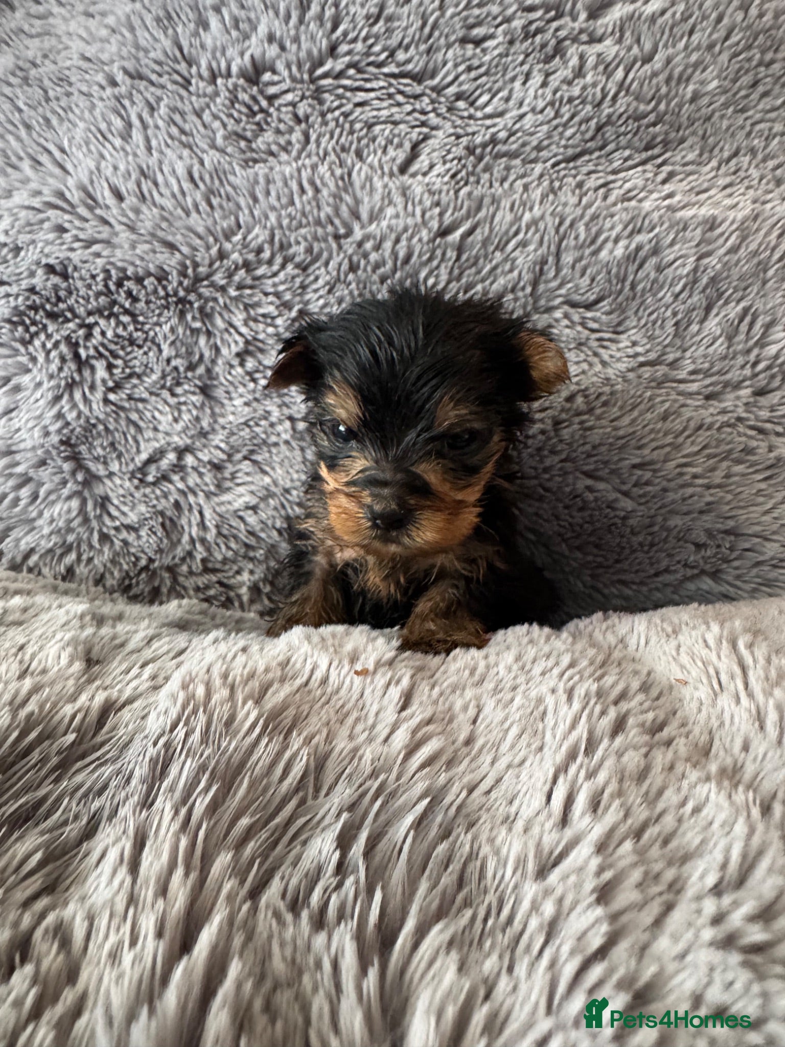 Yorkshire Terrier dogs Yorkshire Terrier Pups - Advert 4