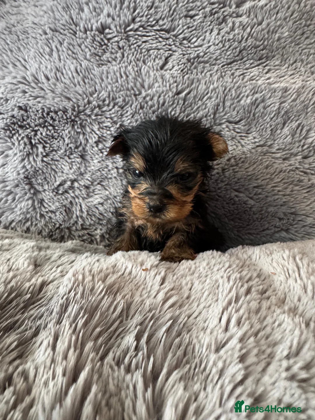 Yorkshire Terrier dogs for sale: Yorkshire Terrier Pups - Advert 1