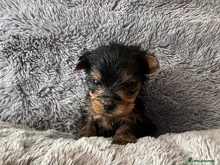 Yorkshire Terrier dogs Yorkshire Terrier Pups - Advert 2
