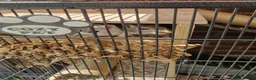 Gerbil rodents for sale: 3 x female gerbils and equipment for sale - Advert 6