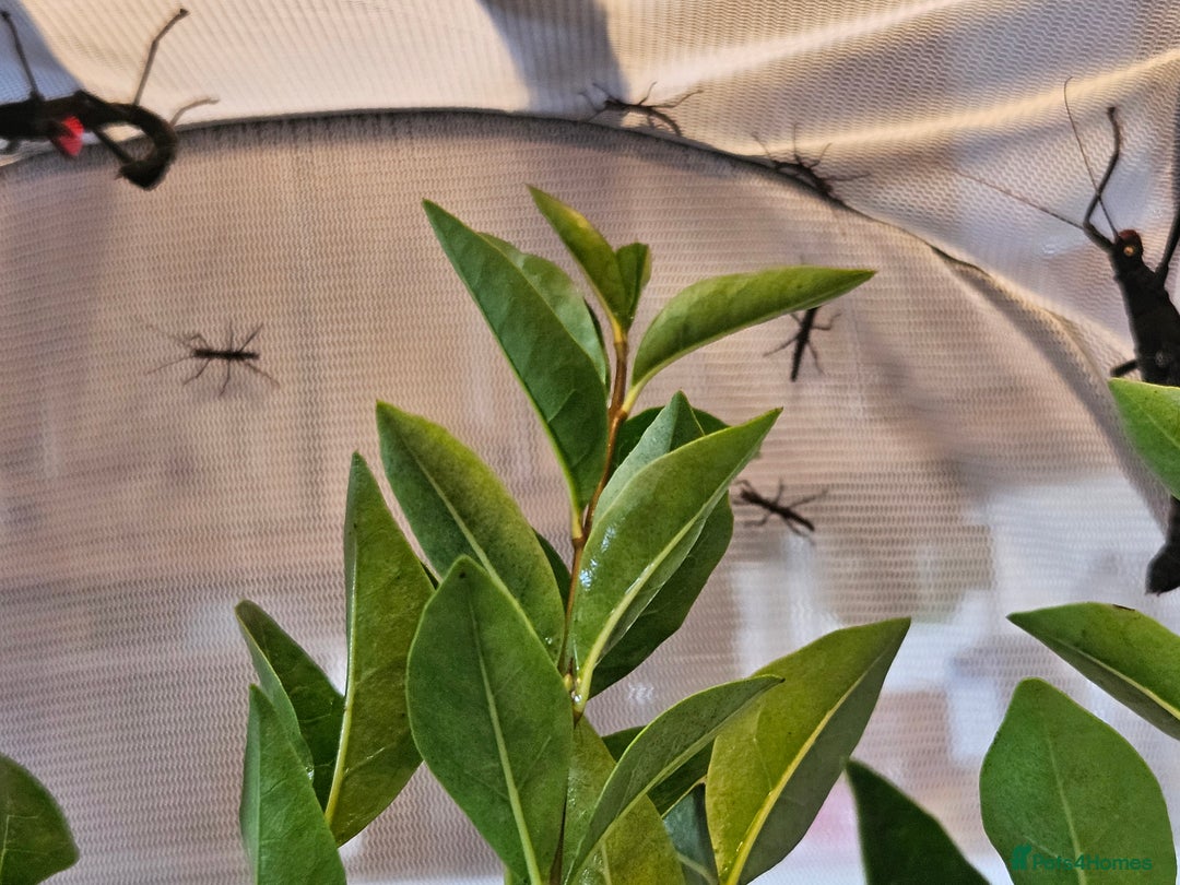 Stick Insects invertebrates for sale: Stick insect nymphs - Image 7