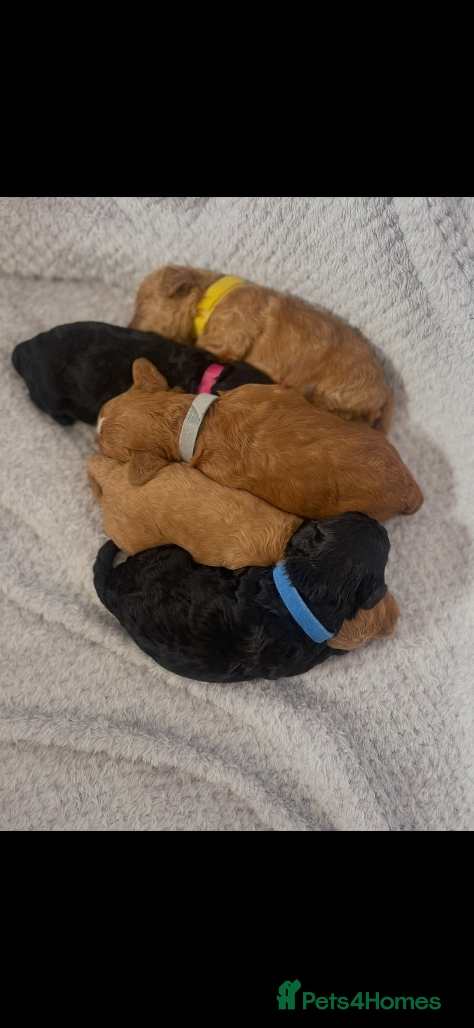 Maltipoo dogs Beautiful F1b Toy Maltipoo Puppies For Sale - Advert 1