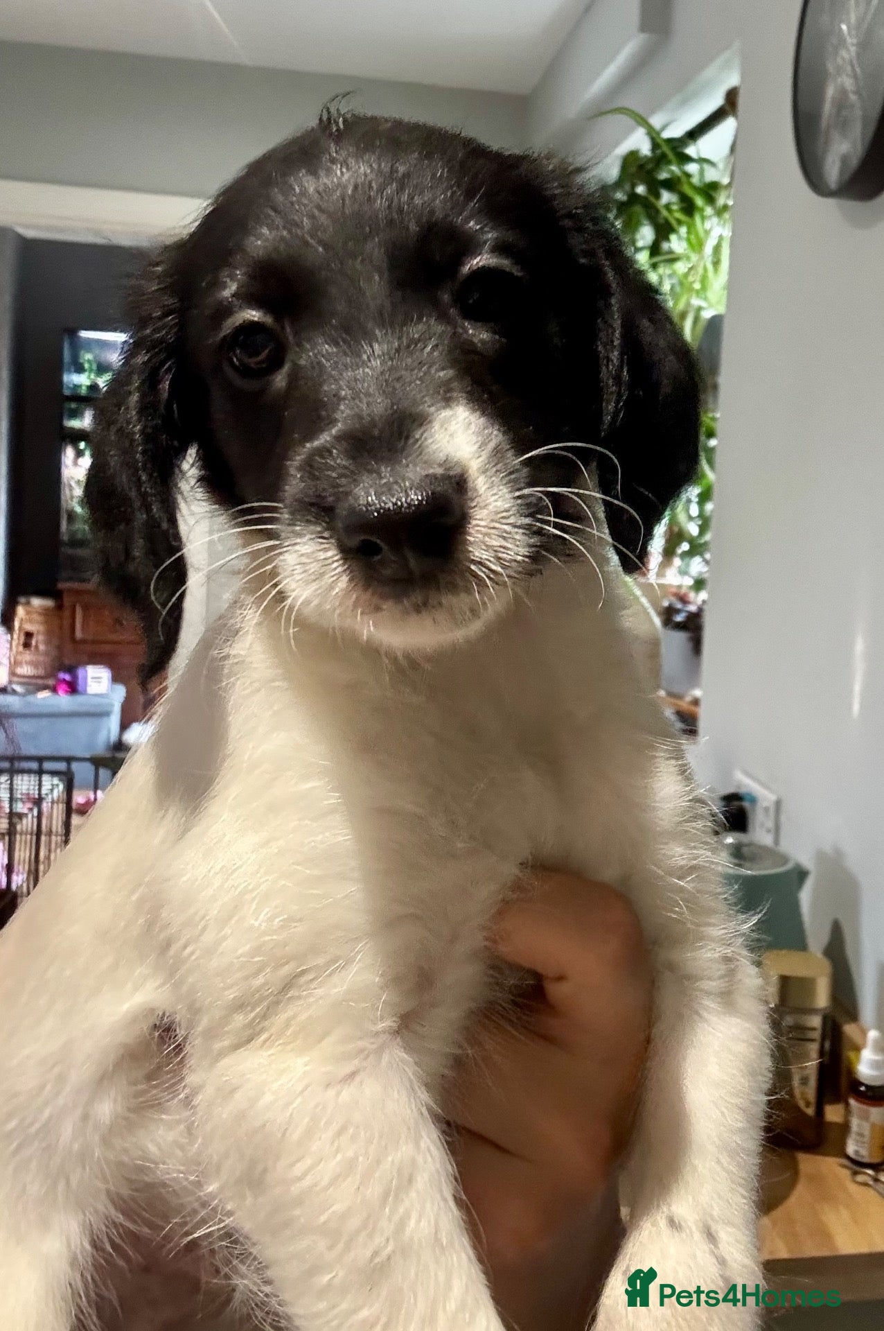 Mixed Breed dogs  Beautiful Whippet x Poodle puppies - Advert 1