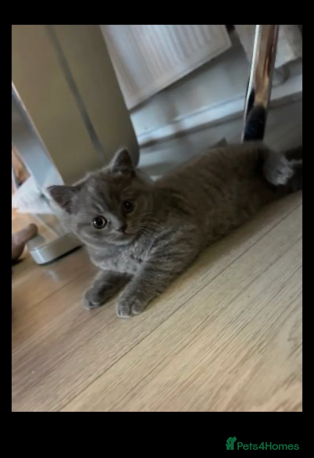 British Shorthair cats for sale: Beautiful playful British shorthair female  in Leeds - Advert 2