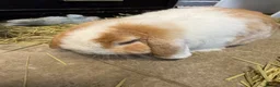 Mini Lop rabbits for sale: 5 bunnies for sale - 3 mini lops, 2 mini lion lops - Advert 8