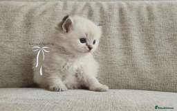 Ragdoll cats for sale: 🐾🌸GCCF Adorable purebred Ragdoll Kittens🌸🐾 - Image 12