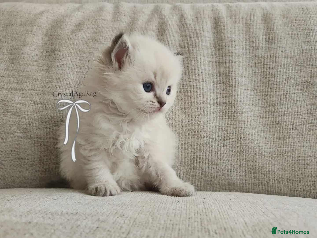 Ragdoll cats for sale: 🐾🌸GCCF Adorable purebred Ragdoll Kittens🌸🐾 - Image 12