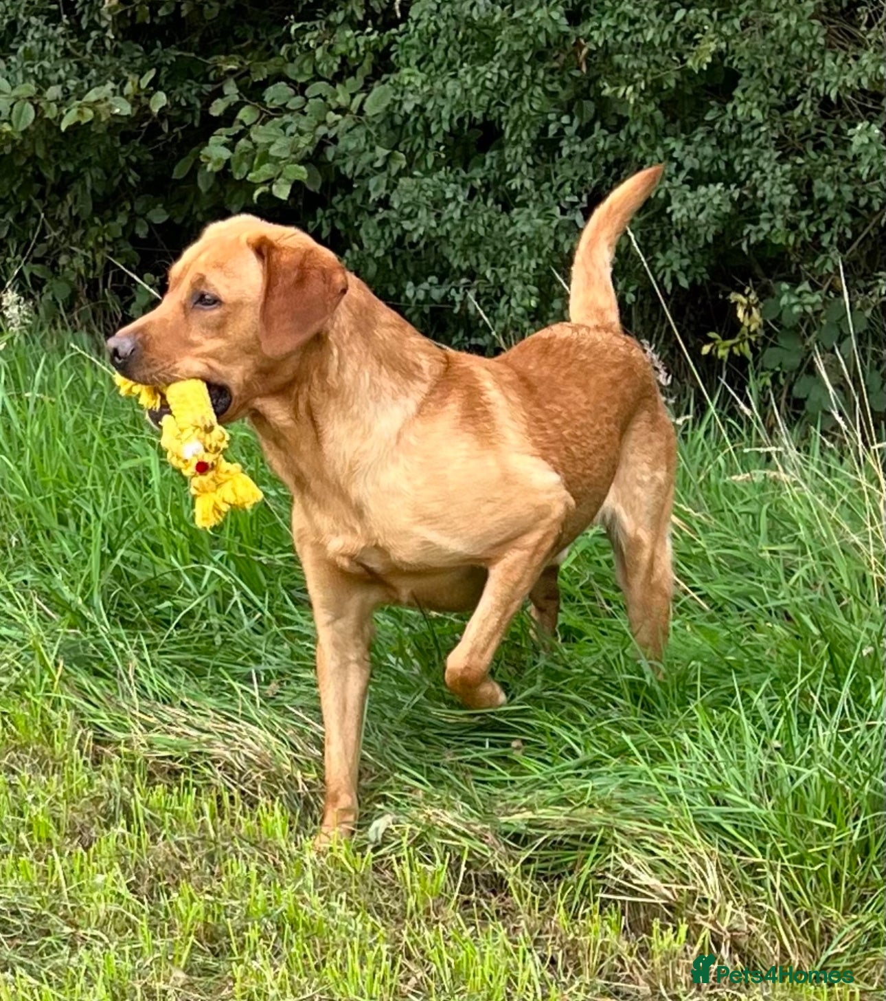 Labrador Retriever dogs Offering For Stud - KC Registered Fox Red Labrador in Launceston - Advert 12