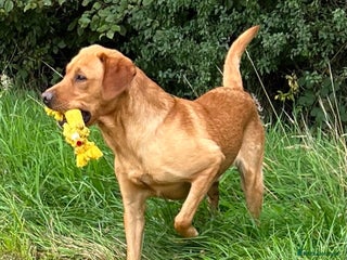 Labrador Retriever dogs in Launceston - Advert 13