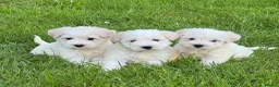 Miniature Schnauzer dogs for sale: Stunning, healthy BVA/MAC screened mini schnauzers - Advert 14