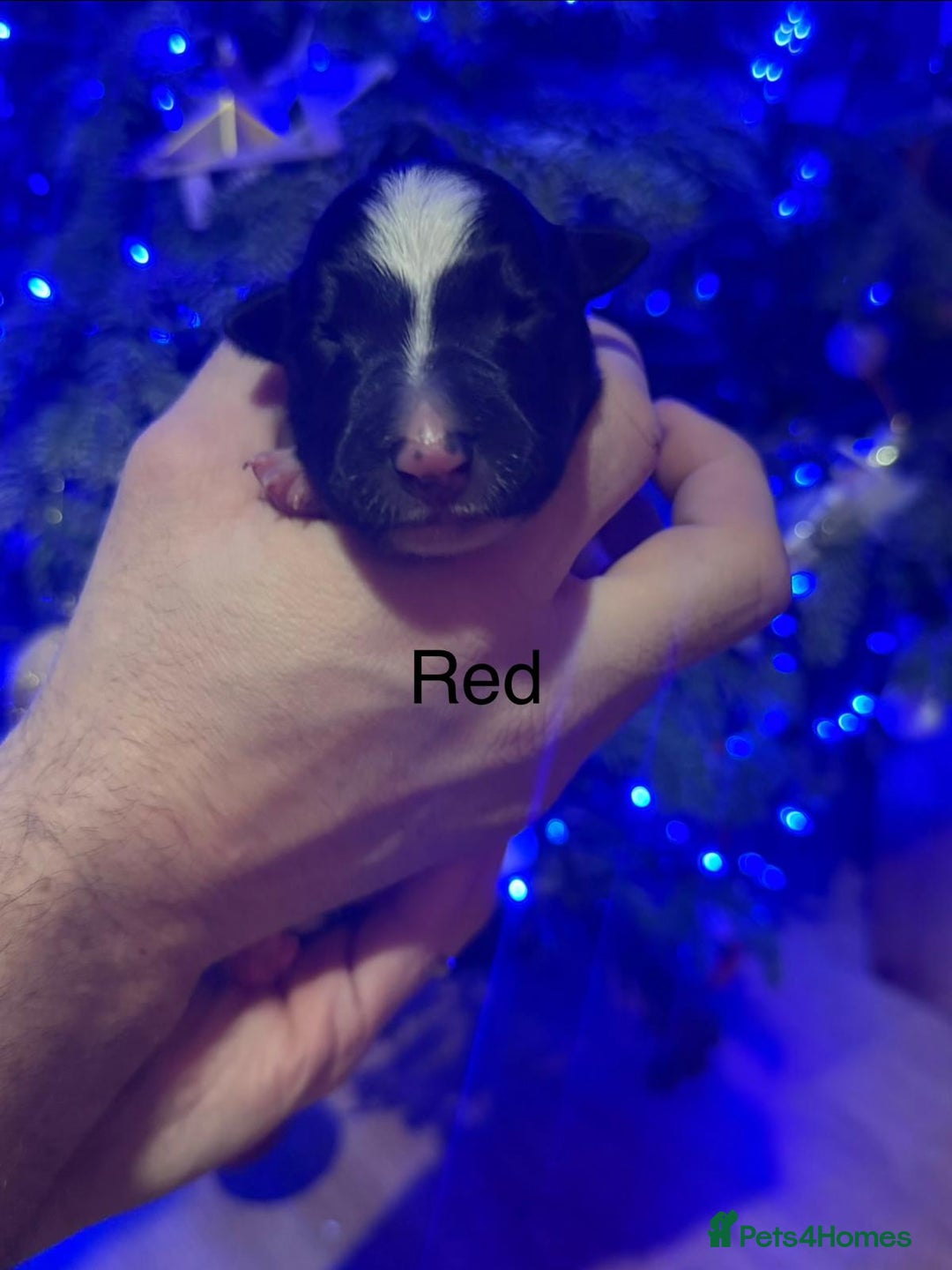 Border Collie dogs for sale: Family Raised Border Collie Pups  - Advert 2