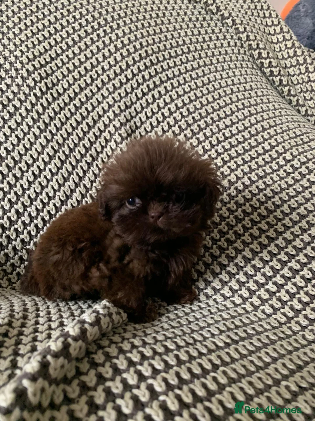 Shih Tzu dogs for sale: Beautiful baby shitzus  - Advert 3