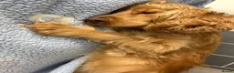 Cocker Spaniel dogs for sale: 🐾 SHOW COCKER SPANIEL PUPPIES FORSALE 🐾  in Wisbech - Advert 12