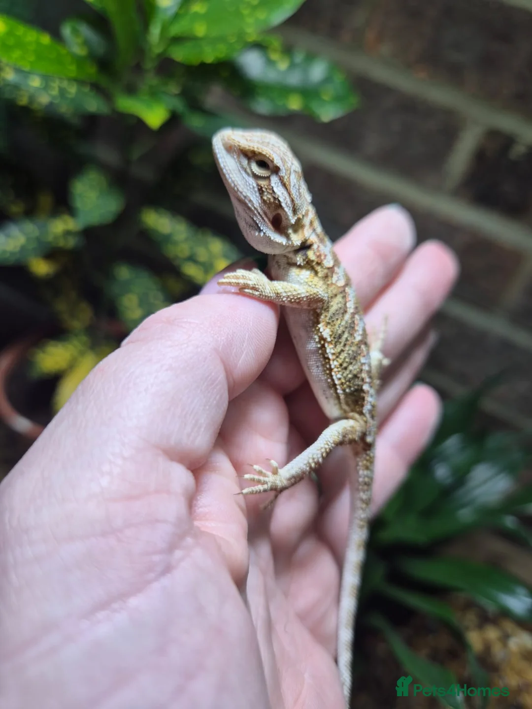 Bearded Dragon reptiles for sale:  Baby bearded dragons - Advert 9