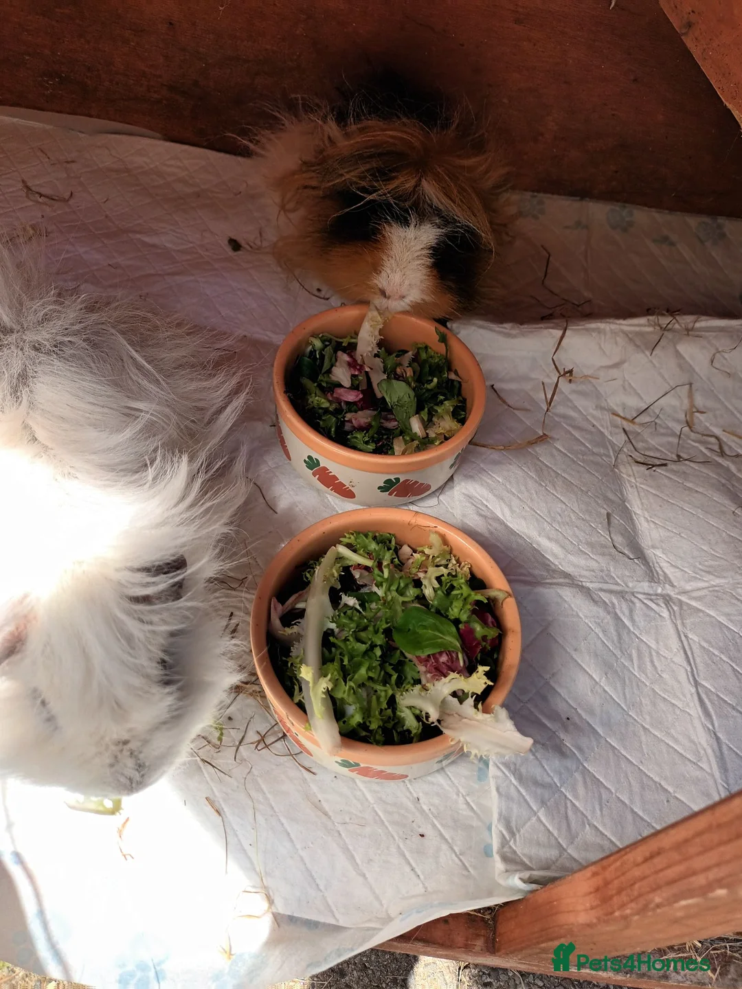 Guinea Pig rodents for sale: Lunkarya guinea pigs in Nottingham - Advert 2