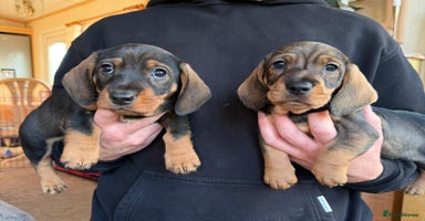 Dachshund dogs 3 gorgeous Teckel Dachshunds - Advert 11