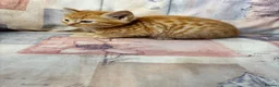 Mixed Breed cats for sale: Ginger-Tabby-Tortoiseshell kittens - Advert 19