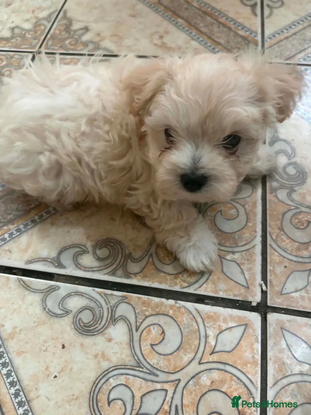 Mixed Breed dogs for sale: Adorable Bichon Frise Puppies for Sale  - Advert 17