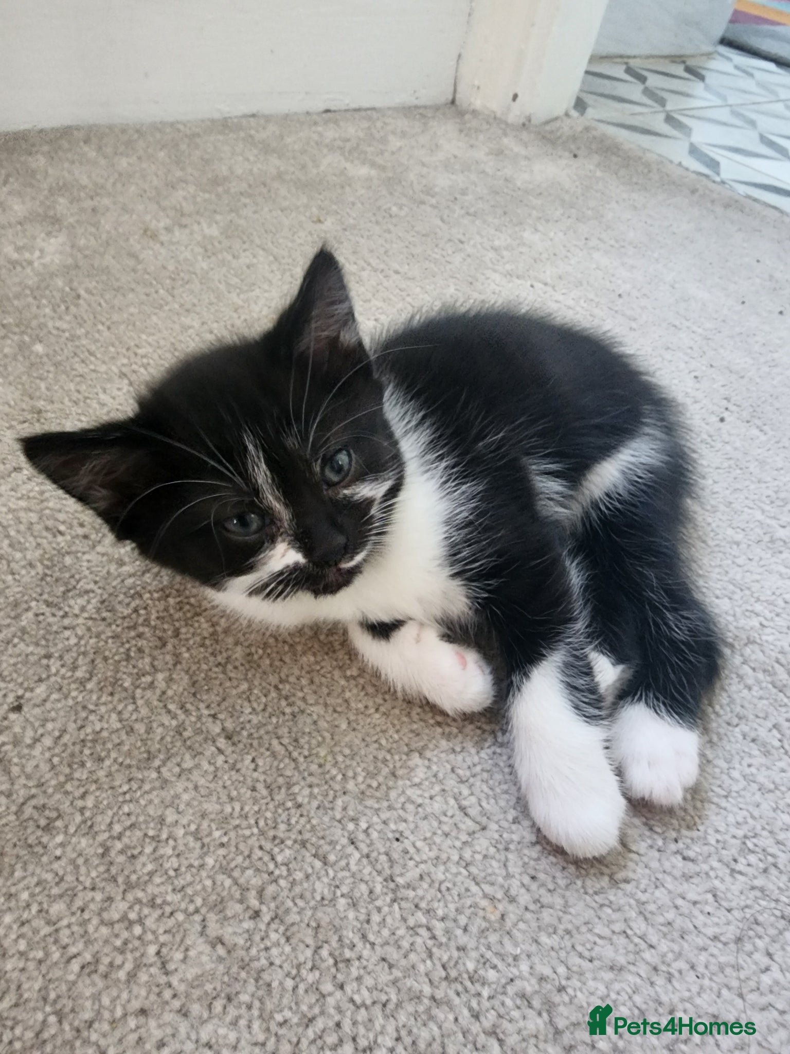 Mixed Breed cats for sale: 2 little Tuxedo new born kittens - Advert 13