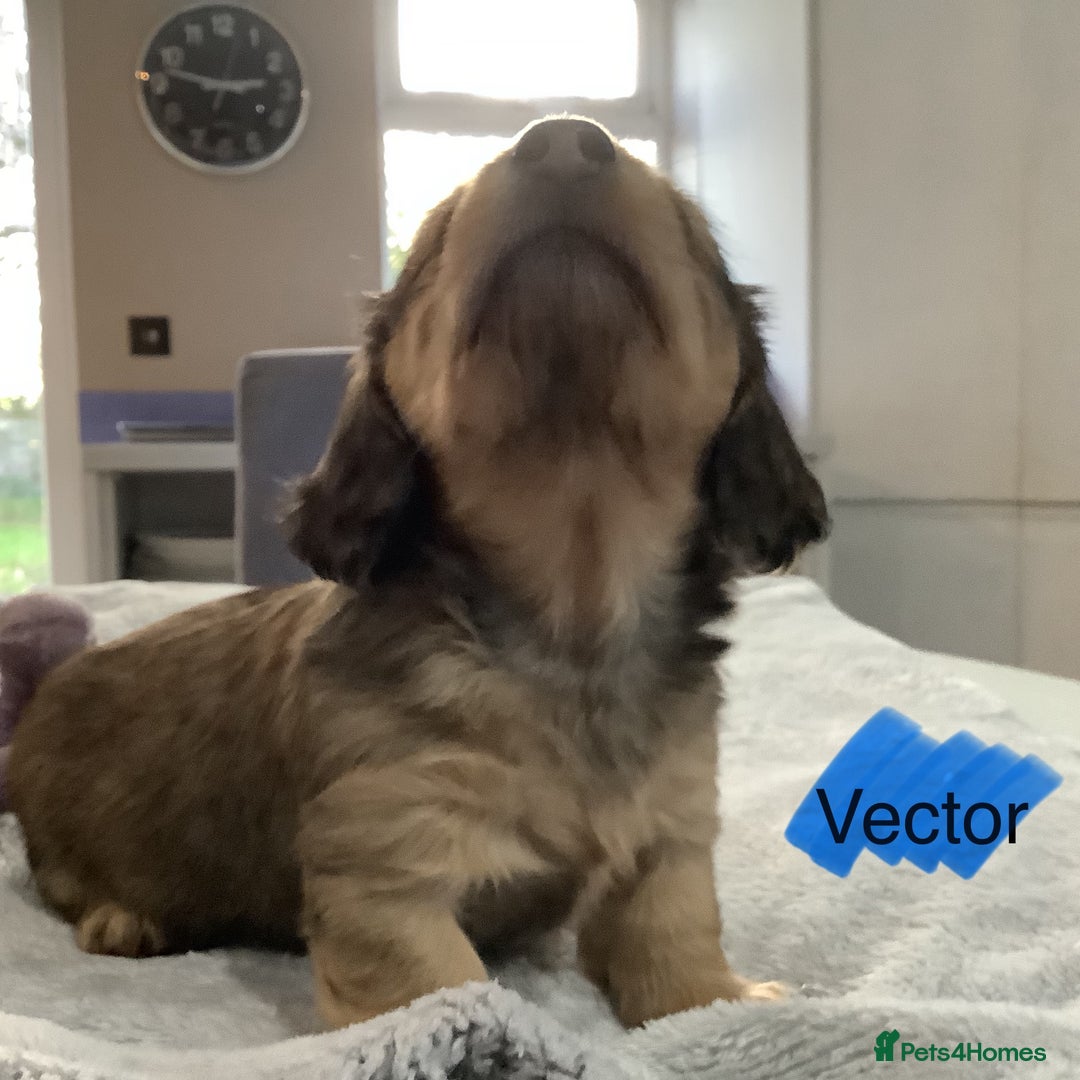 Miniature Dachshund dogs for sale: PRA Clear Mini Longhair Dachshund Pups Cream Red.. - Advert 3