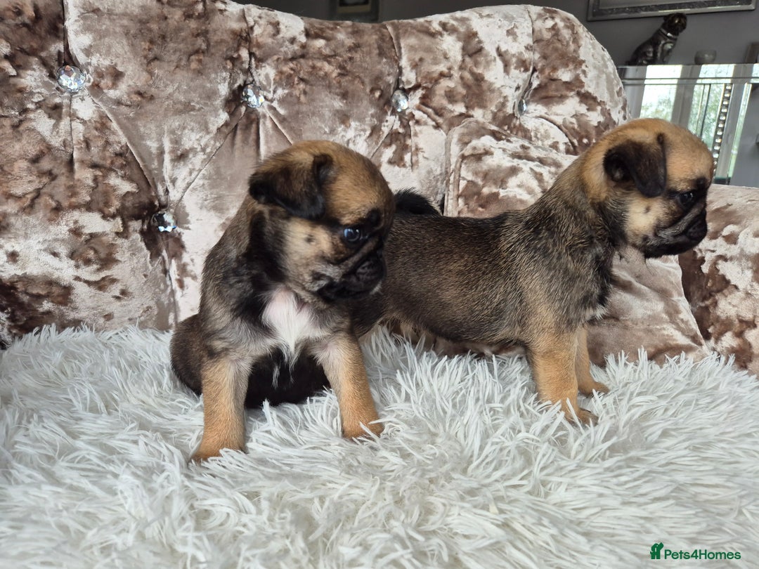Pug dogs for sale: 2 x Apricot males - Image 3