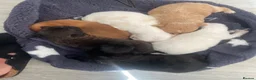 Mixed Breed dogs for sale: Pomapoo x Chihuahua puppies ready to go  - Advert 22