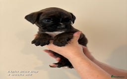 Boxer dogs for sale: 9 Beautiful Boxer Pups - Available from 22/12/2025 - Advert 20
