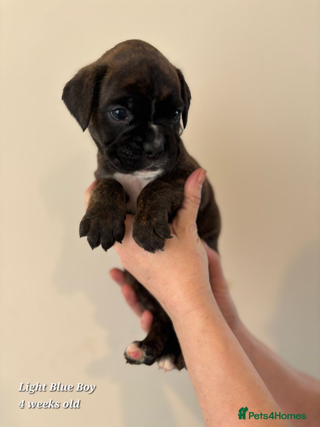 Boxer dogs for sale: 9 Beautiful Boxer Pups - Available from 22/12/2025 - Advert 20