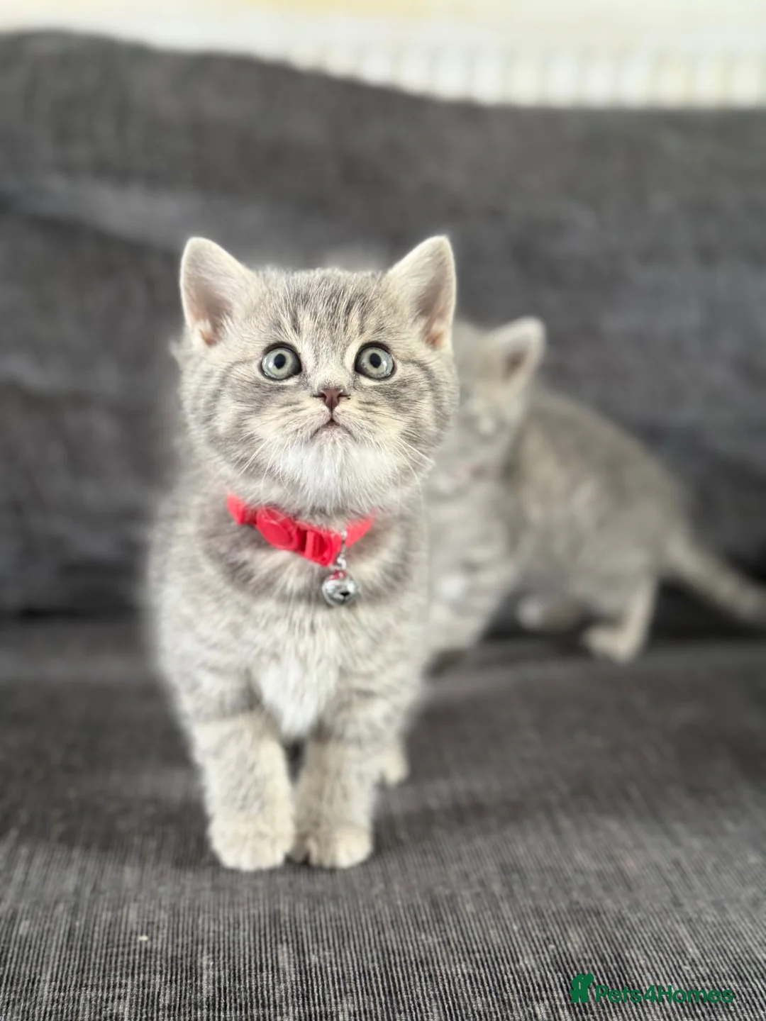 Mixed Breed cats for sale: READY- British Blue x Tabby Male Kitten - Advert 2