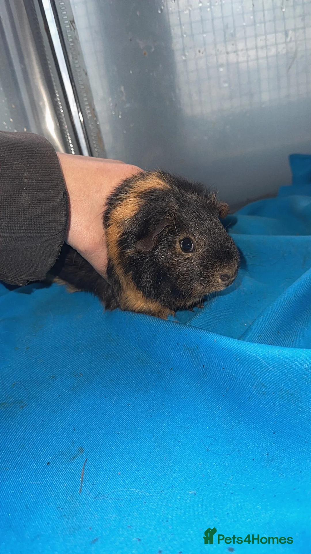 Guinea Pig rodents for sale: Guniea pigs  - Advert 20