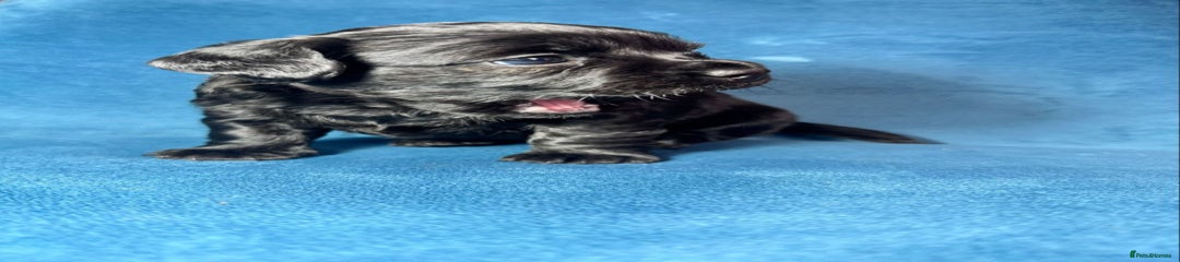 Miniature Dachshund Puppy 1