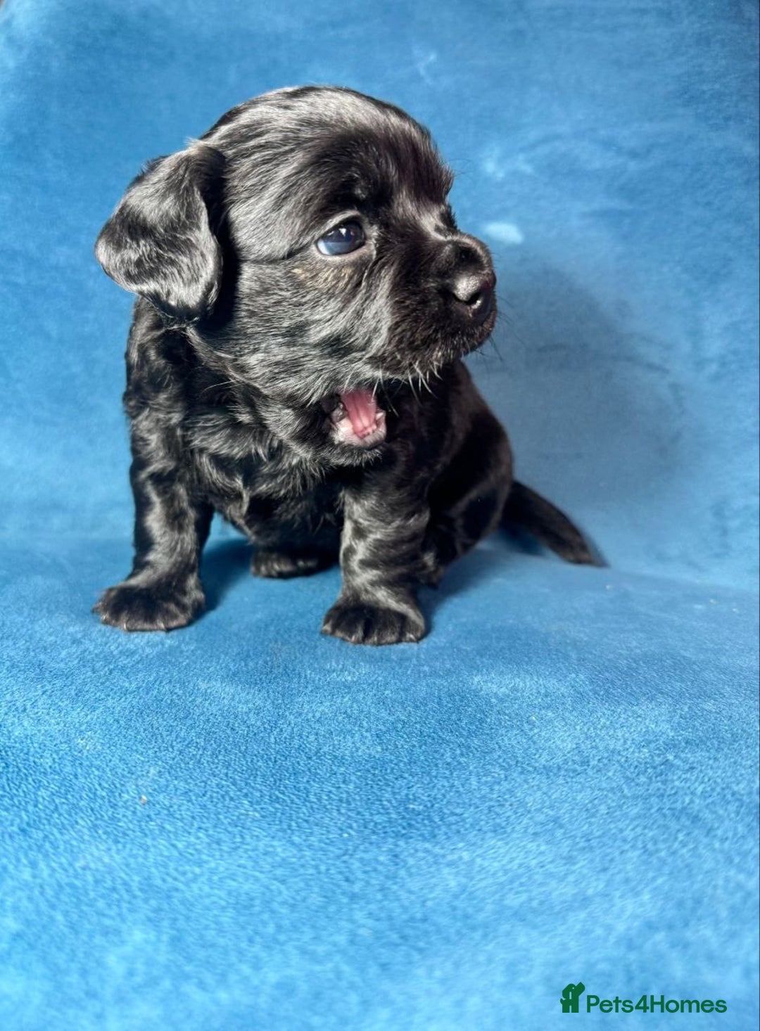 Miniature Dachshund dogs for sale: Beautiful Miniature Dachshund Puppies - Image 3