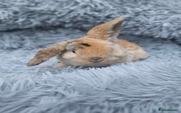 Mini Lop rabbits for sale: MINI PLUSH LOP - LAST BABY TO RESERVE - Image 2