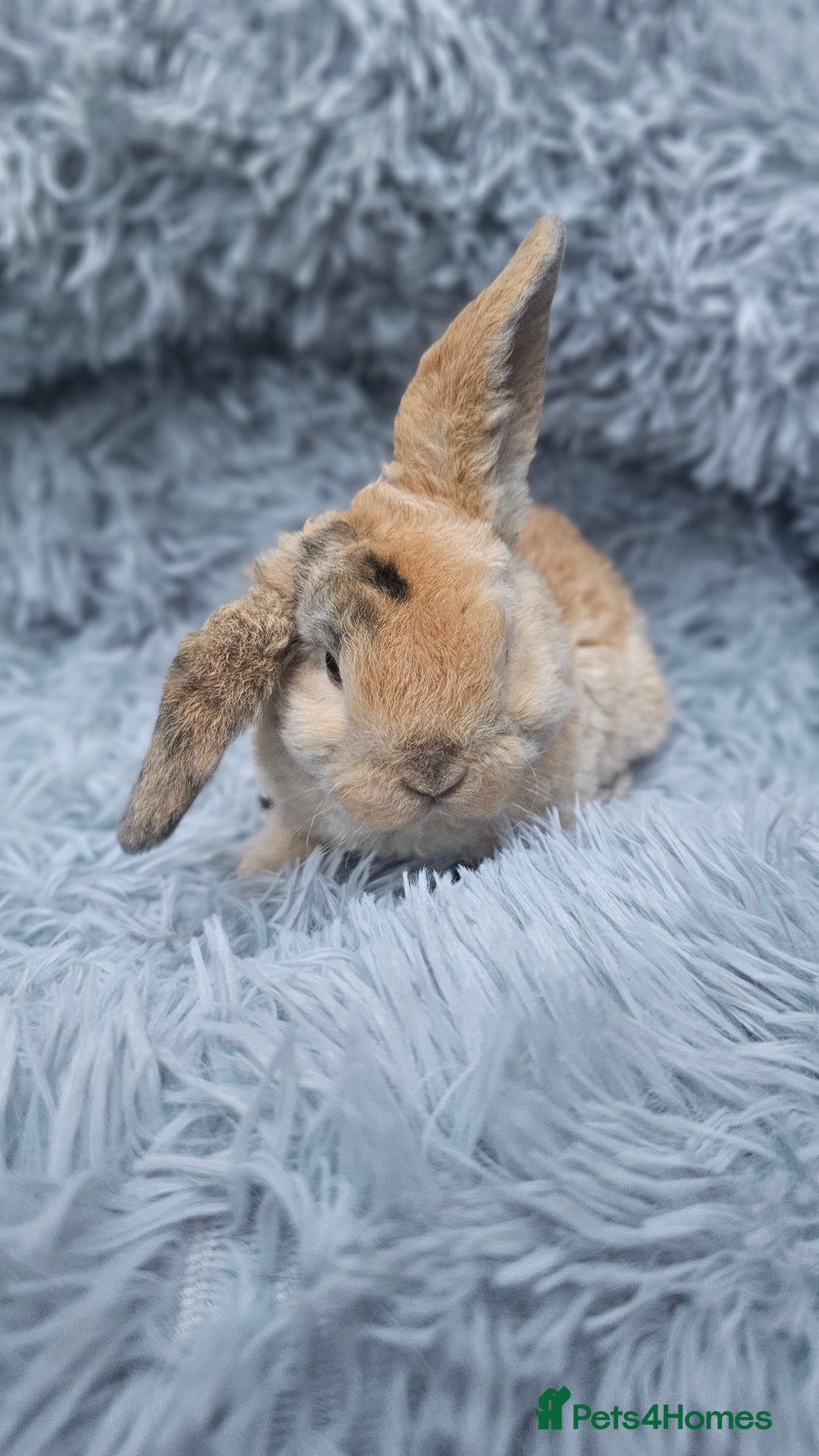 Mini Lop rabbits for sale: MINI PLUSH LOP - LAST BABY TO RESERVE - Image 2