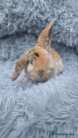 Mini Lop rabbits - Advert 1