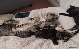 Ragdoll cats for sale: 5 lovely ragdoll X female kittens - Image 1